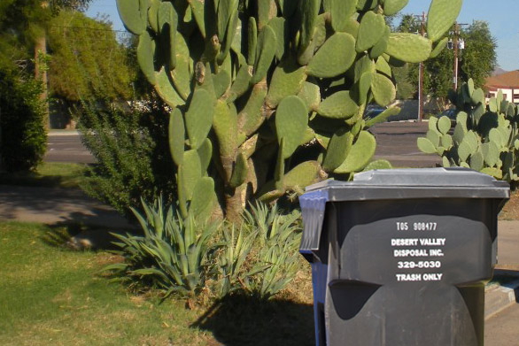 Cactus Disposal